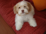 Lovely Kyi-Leo dog 