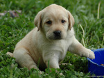 Lovely Labrador Retriever puppy