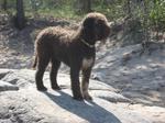 Lovely  Lagotto Romagnolo dog 