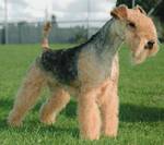 Lovely Lakeland Terrier dog