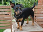 Lovely Lancashire Heeler dog 