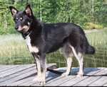 Lovely Lapponian Herder dog