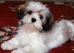 Lovely Lhasa Apso dog