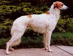 Lovely Longhaired Whippet dog