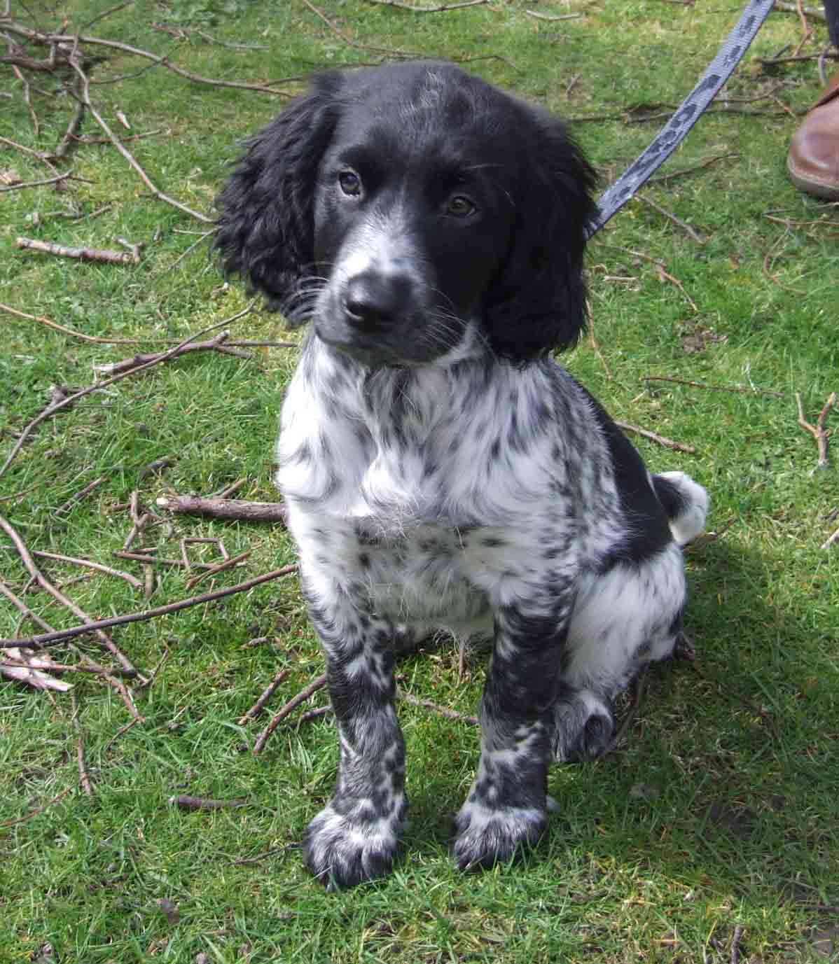 large munsterlander breeders