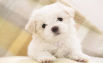 Lovely Maltese dog