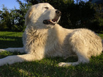 Lovely Maremma Sheepdog