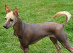 Lovely Mexican Hairless Dog