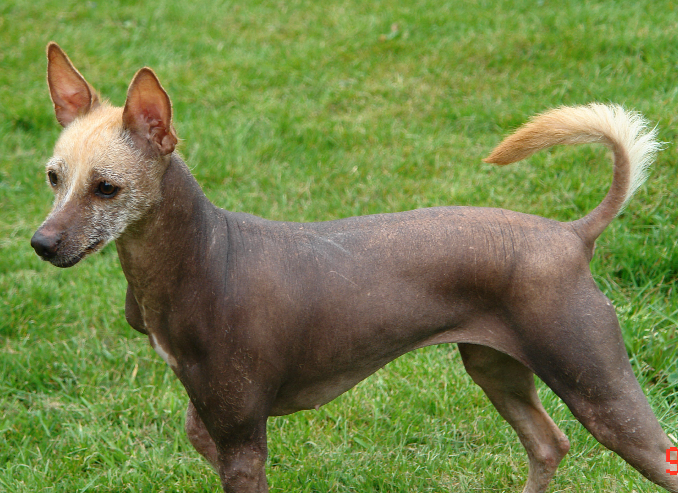 Opinions On Hairless Dog