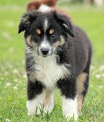 Lovely Miniature Australian Shepherd