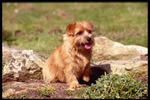 Lovely Norfolk Terrier dog 