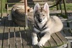 Lovely Northern Inuit Dog 