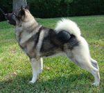 Lovely Norwegian Elkhound dog