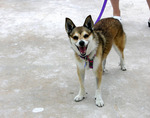 Lovely Norwegian Lundehund dog