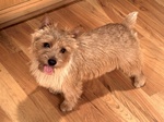 Lovely Norwich Terrier