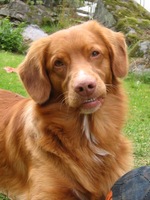 Lovely Nova Scotia Duck-Tolling Retriever