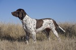 Lovely Old Danish Pointer