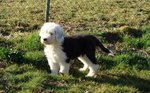 Lovely Old English Sheepdog dog