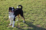 Lovely Old Time Farm Shepherd dog 