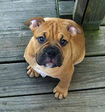 Lovely Olde English Bulldogge puppy