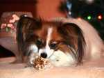 Lovely Papillon dog