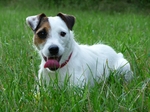 Lovely Parson Russell Terrier