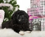 Lovely Pekingese dog 