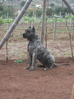 Lovely Perro de Presa Canario 