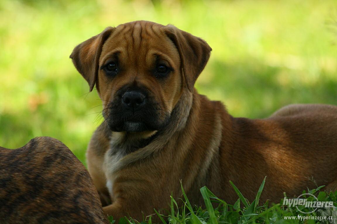 Прекрасная собака Ка де Бо фото