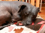 Lovely Peruvian Hairless Dog