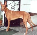 Lovely Pharaoh Hound dog