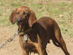 Lovely Plott Hound