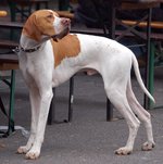 Lovely Pointer dog