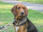 Lovely Polish Hound dog 