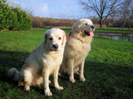 Lovely Polish Tatra Sheepdogs