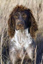 Lovely Pont-Audemer Spaniel 