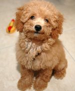 Lovely Poodle dog