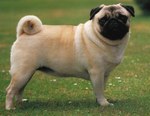 Lovely Pug dog