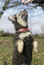 Lovely Pumi dog 