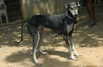 Lovely Rampur Greyhound 