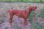 Lovely Redbone Coonhound dog 