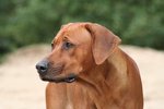 Lovely Rhodesian Ridgeback dog 