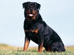 Lovely Rottweiler dog