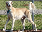 Lovely Saluki dog