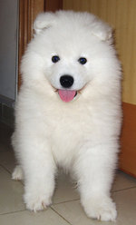 Lovely Samoyed dog 