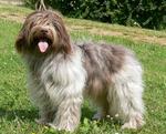 Lovely Schapendoes dog