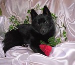 Lovely Schipperke dog 