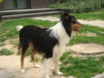 Lovely Scotch Collie dog