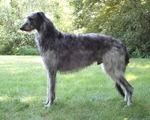 Lovely Scottish Deerhound dog 