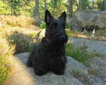 Lovely Scottish Terrier